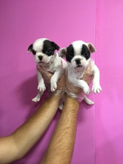 Satılık Irk Ve Sağlık Garantili Fransız Bulldog Yavruları 1