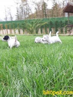 Satılık JACK RESSUL TERRIER YAVRULARIMIZ 4