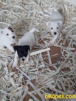 Satılık JACK RESSUL TERRIER YAVRULARIMIZ 2