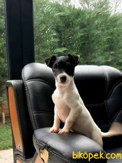 SATILIK JACK RESSUL TERRIER YAVRULARIMIZ 1
