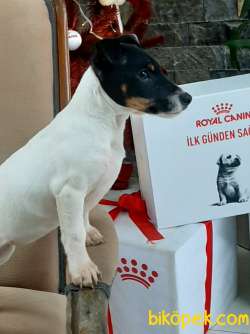 SATILIK JACK RESSUL TERRIER YAVRULARIMIZ 3