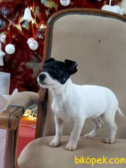 SATILIK JACK RESSUL TERRIER YAVRULARIMIZ 2