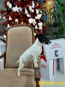 SATILIK JACK RESSUL TERRIER YAVRULARIMIZ 4