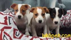 SATILIK JACK RESSUL TERRIER YAVRULARIMIZ 1
