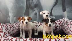 SATILIK JACK RESSUL TERRIER YAVRULARIMIZ 2