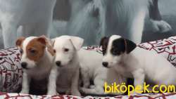 SATILIK JACK RESSUL TERRIER YAVRULARIMIZ 4