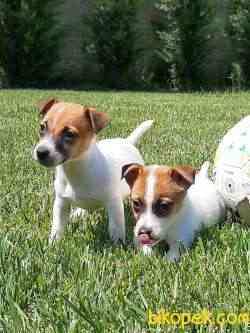 MUKEMMEL A KALITE JACK RESSUL TERRIER YAVRULARIMIZ 3