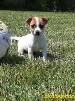 MUKEMMEL A KALITE JACK RESSUL TERRIER YAVRULARIMIZ 5