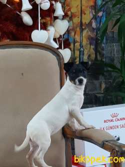 SATILIK  JACK RUSSEL TERRIER YAVRULAR 4