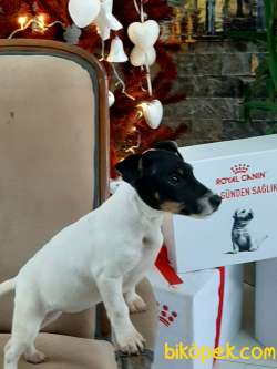 SATILIK  JACK RUSSEL TERRIER YAVRULAR 2