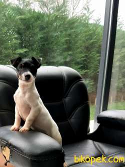 SATILIK  JACK RUSSEL TERRIER YAVRULAR 1