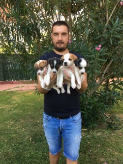 Satılık Jack Russel Yavruları 2