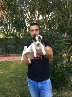 Satılık Jack Russel Yavruları 3