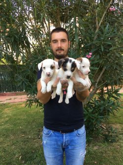Satılık Jack Russel Yavruları 1