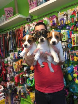 Satılık Jack Russel Yavruları 3