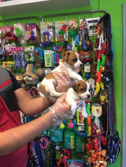 Satılık Jack Russel Yavruları 2