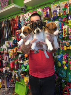 Satılık Jack Russel Yavruları 1
