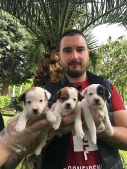 Satılık Jack Russel Yavruları 2