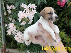 Satılık Jack Russel Yavruları 4