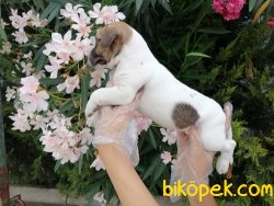 Satılık Jack Russel Yavruları 3
