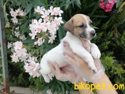Satılık Jack Russel Yavruları 5