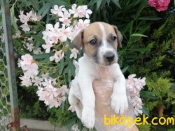 Satılık Jack Russel Yavruları 1