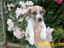 Satılık Jack Russel Yavruları 2