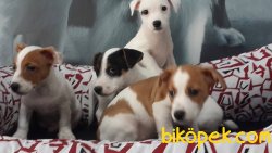 SATILIK JACK RUSSEL YAVRULARI 5
