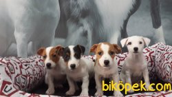 SATILIK JACK RUSSEL YAVRULARI 1