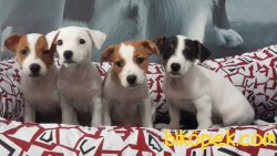 SATILIK JACK RUSSEL YAVRULARI 3