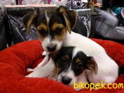 SATILIK JACK RUSSEL YAVRULARI 2