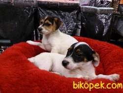 SATILIK JACK RUSSEL YAVRULARI 5