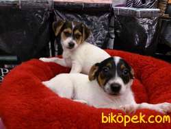 SATILIK JACK RUSSEL YAVRULARI 4