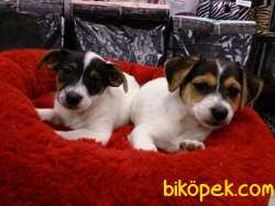 SATILIK JACK RUSSEL YAVRULARI 1
