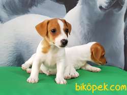 Satılık Jack Russel Yavruları Cifikten 4