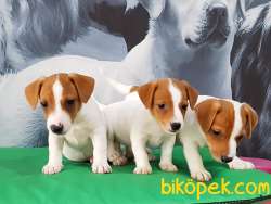 Satılık Jack Russel Yavruları Cifikten 1