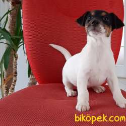 Satilik Jack Russell Terrier Yavruları 4