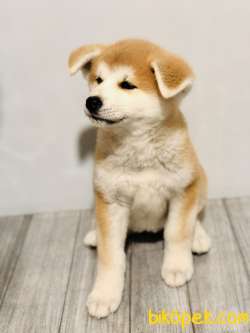 SATILIK JAPON AKITA İNU 1