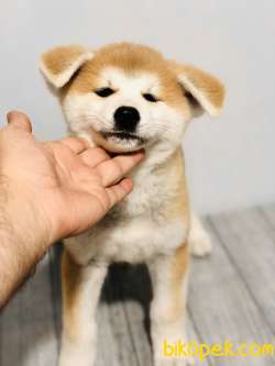 SATILIK JAPON AKITA İNU 3
