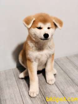 SATILIK JAPON AKITA İNU 2