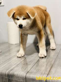 SATILIK JAPON AKITA İNU 4