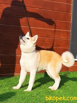 SATILIK JAPON AKITA INU YAVRULARI 3