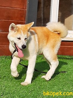 SATILIK JAPON AKITA INU YAVRULARI 1