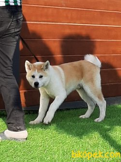 SATİLİK JAPON AKITA INU YAVRULARI 1