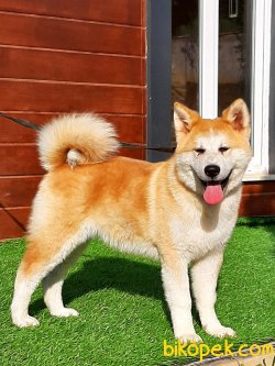 SATİLİK JAPON AKITA INU YAVRULARI 4