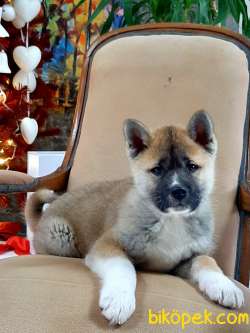 Satilik Japon Akita Inu Yavruları Istanbul 1