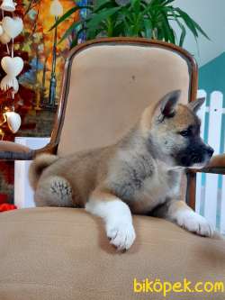 Satilik Japon Akita Inu Yavruları Istanbul 5