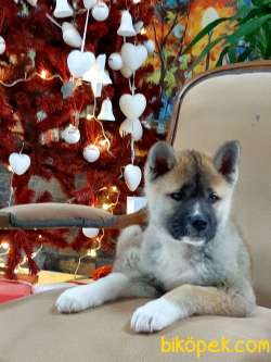 Satilik Japon Akita Inu Yavruları Istanbul 3