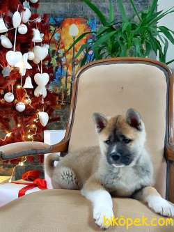 Satilik Japon Akita Inu Yavruları Istanbul 2