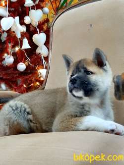 Satilik Japon Akita Inu Yavruları Istanbul 4